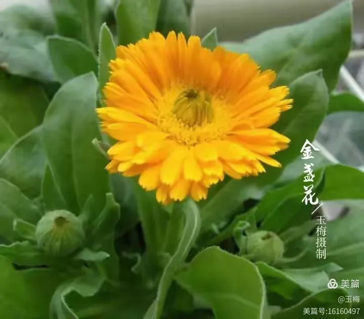 金盏花